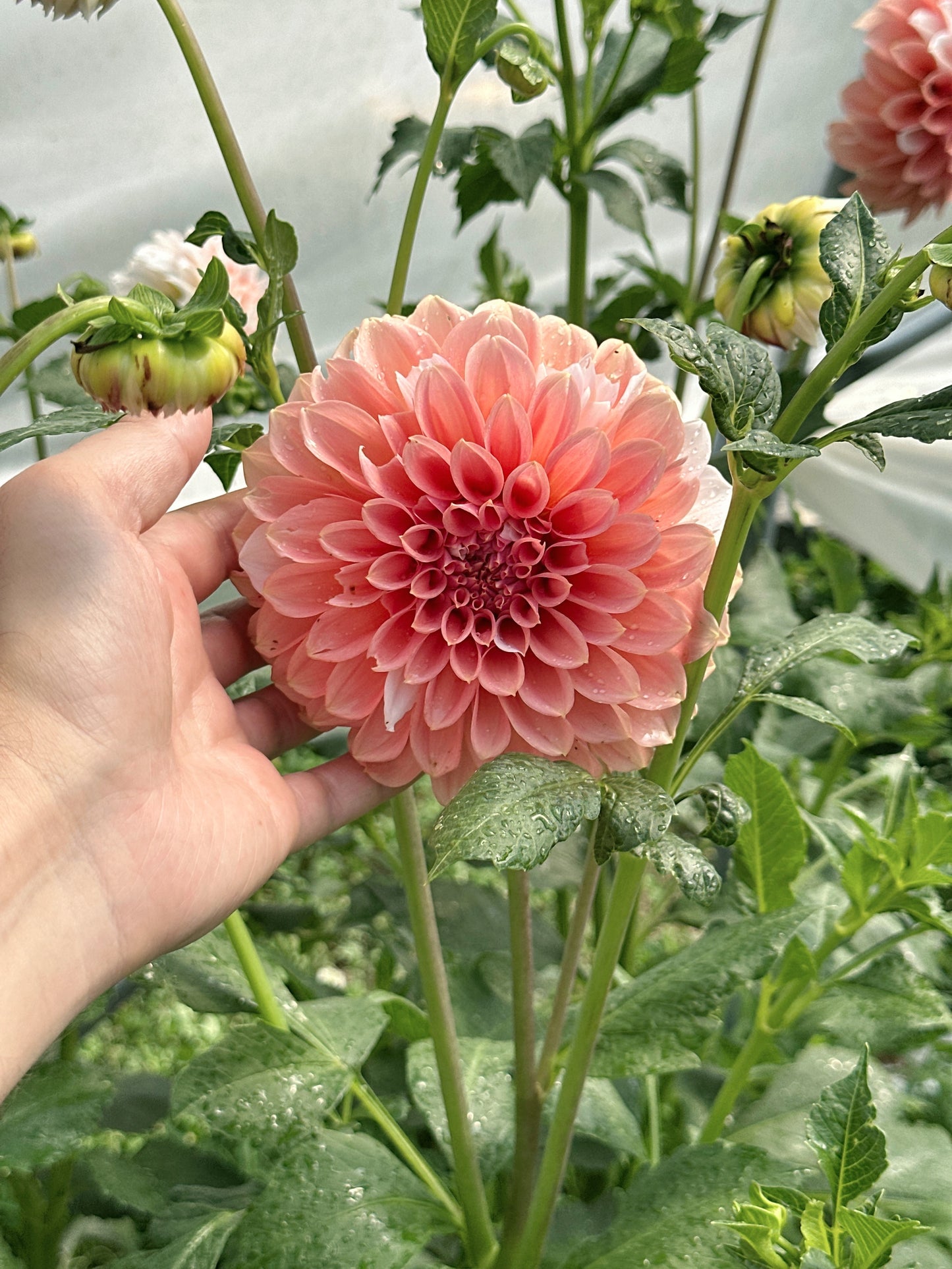 Bell’s Guava Queen