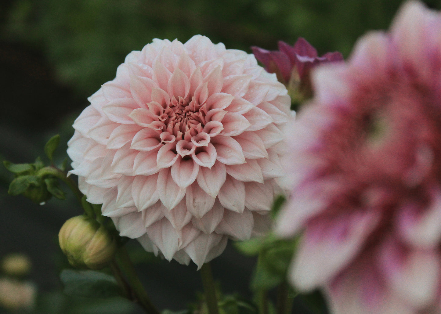 Bell’s Sweet Serendipity Rooted Cutting
