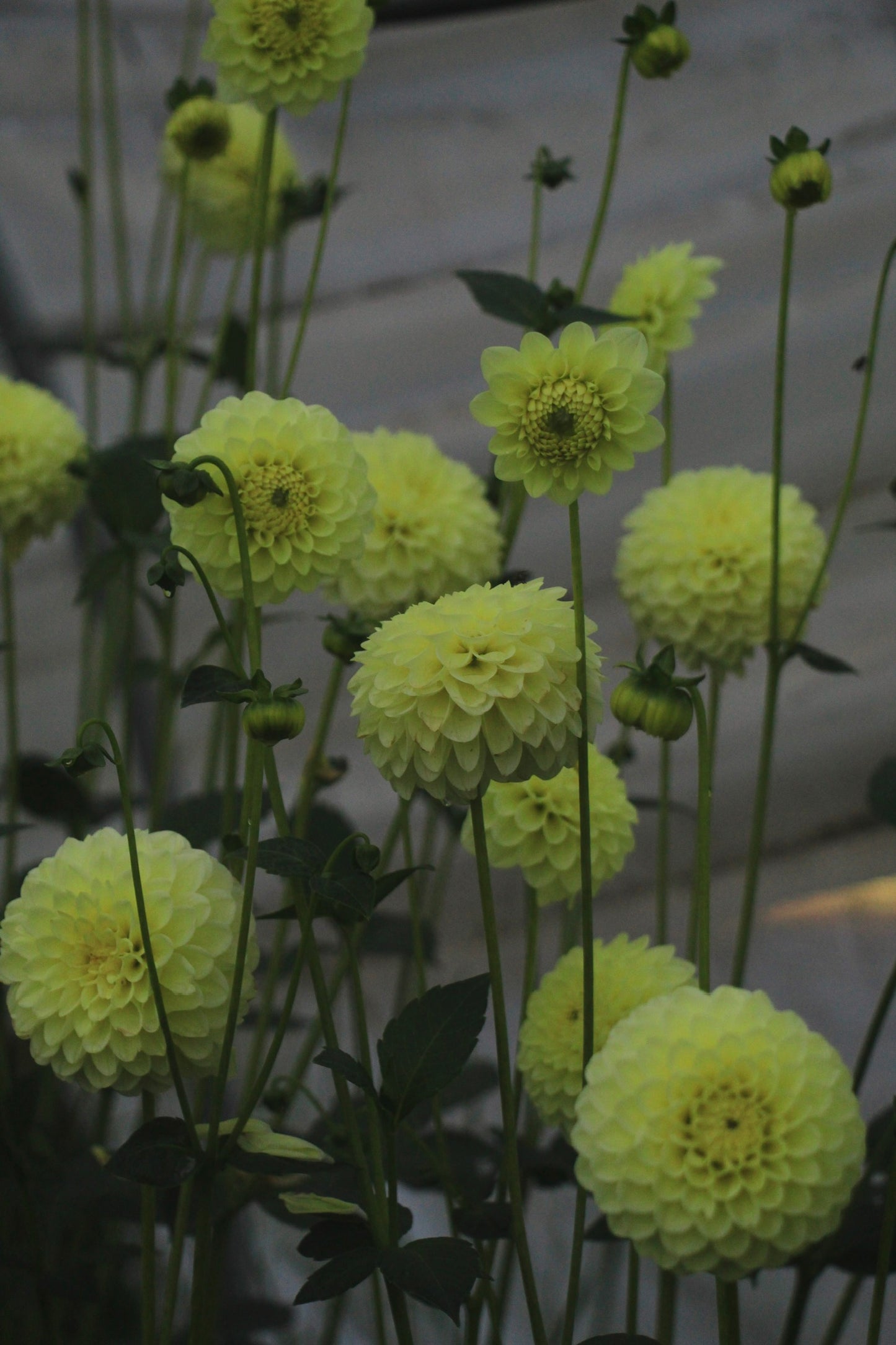 Bell’s Limelight Rooted Cutting