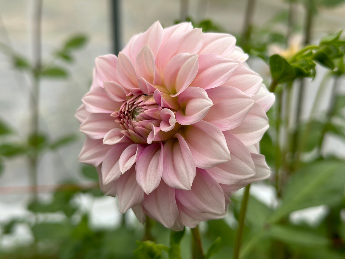 Bell’s Sweet Serendipity Rooted Cutting