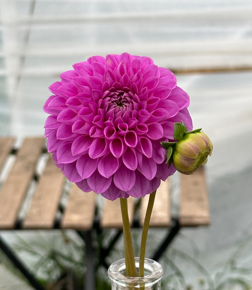 Bell’s Northern Sky Rooted Cutting