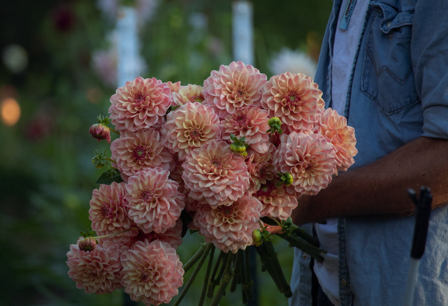Bell’s Palermo Rooted Cutting