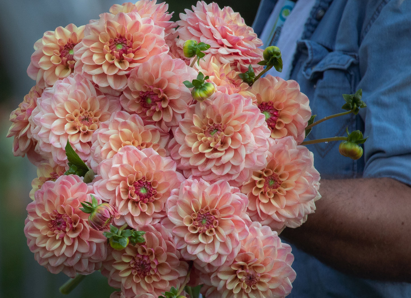 Bell’s Palermo Rooted Cutting