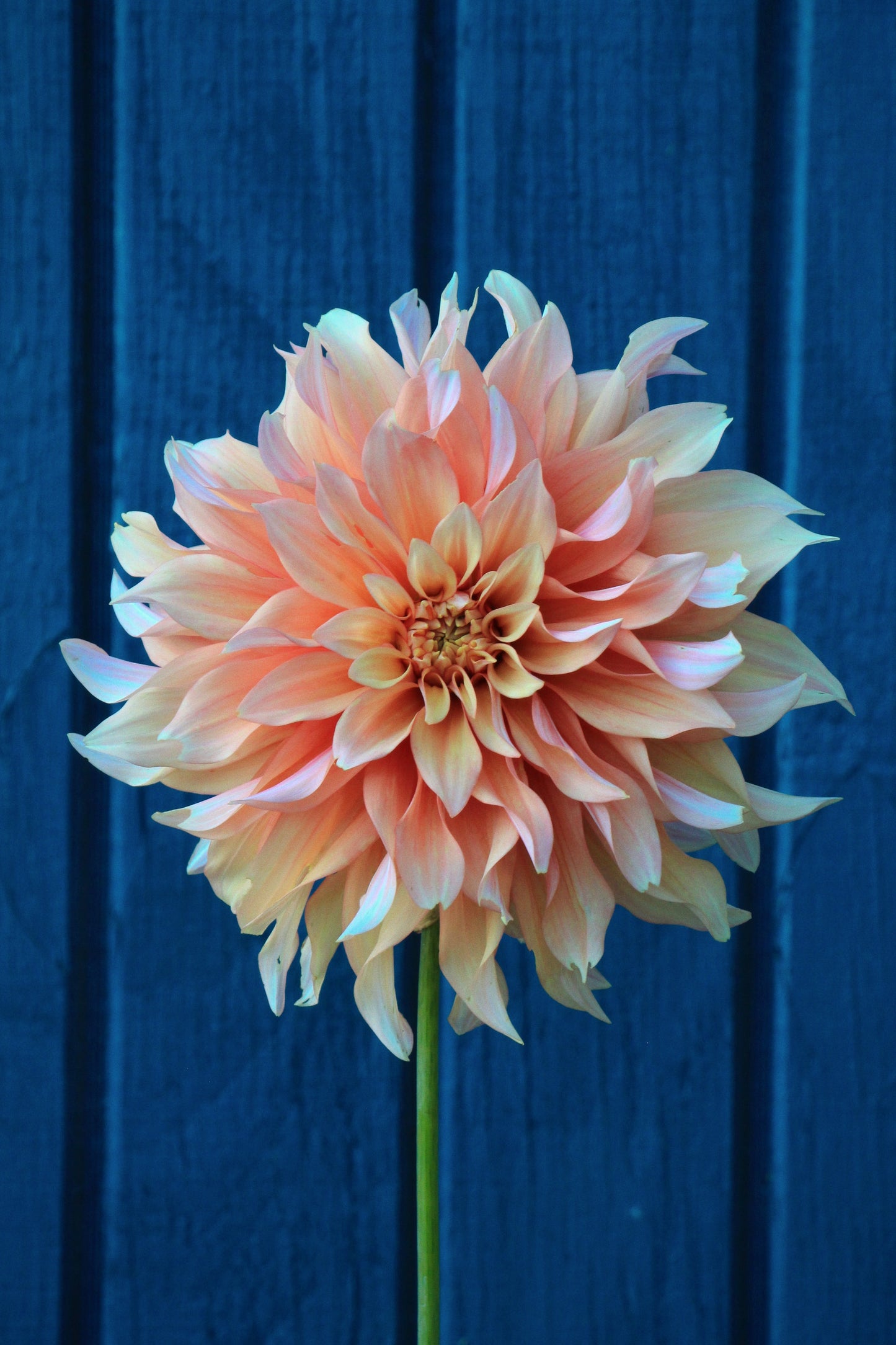 Bell’s Candela Rooted Cutting