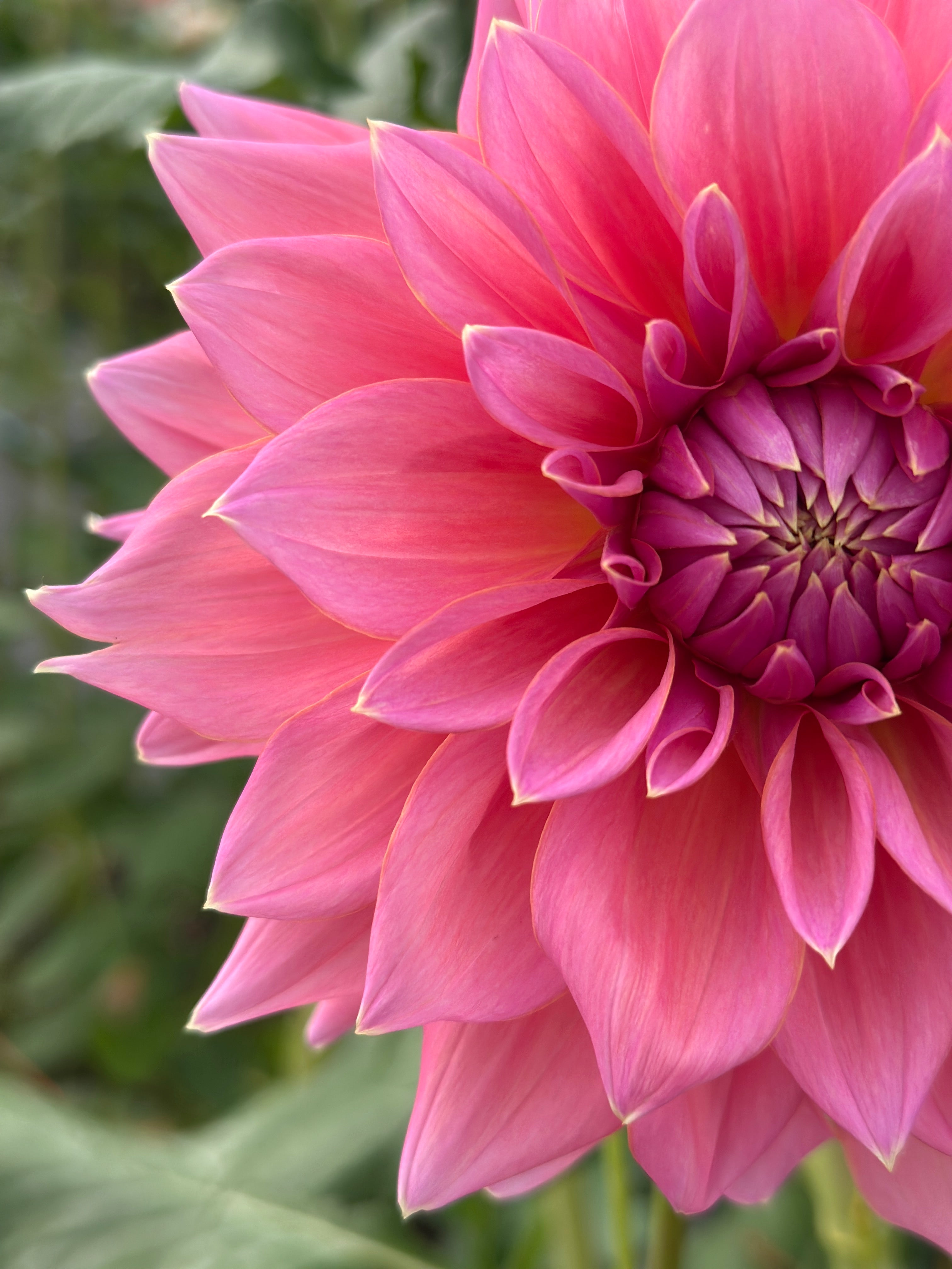 Bell's Lila Rooted Cutting – Bonny Blooms