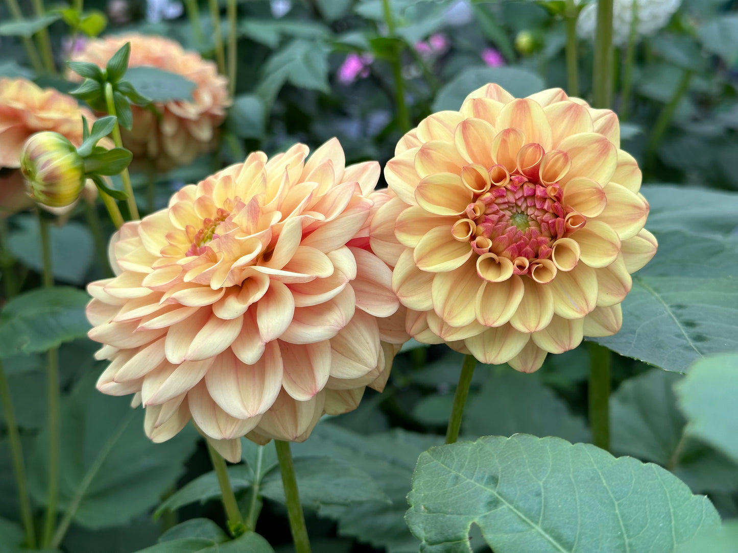 Bell’s Palermo Rooted Cutting