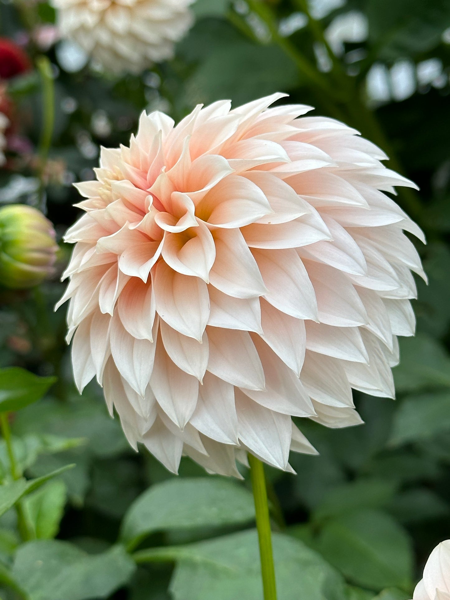 Bell’s La Peche Mode Rooted Cutting