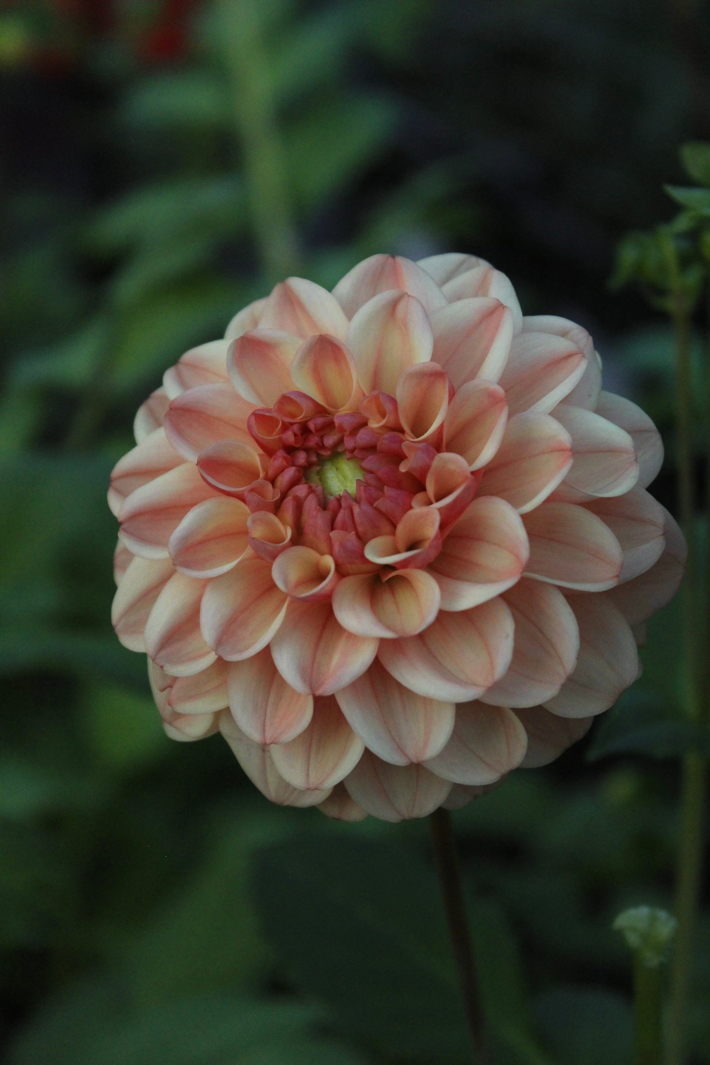 Bell’s Palermo Rooted Cutting