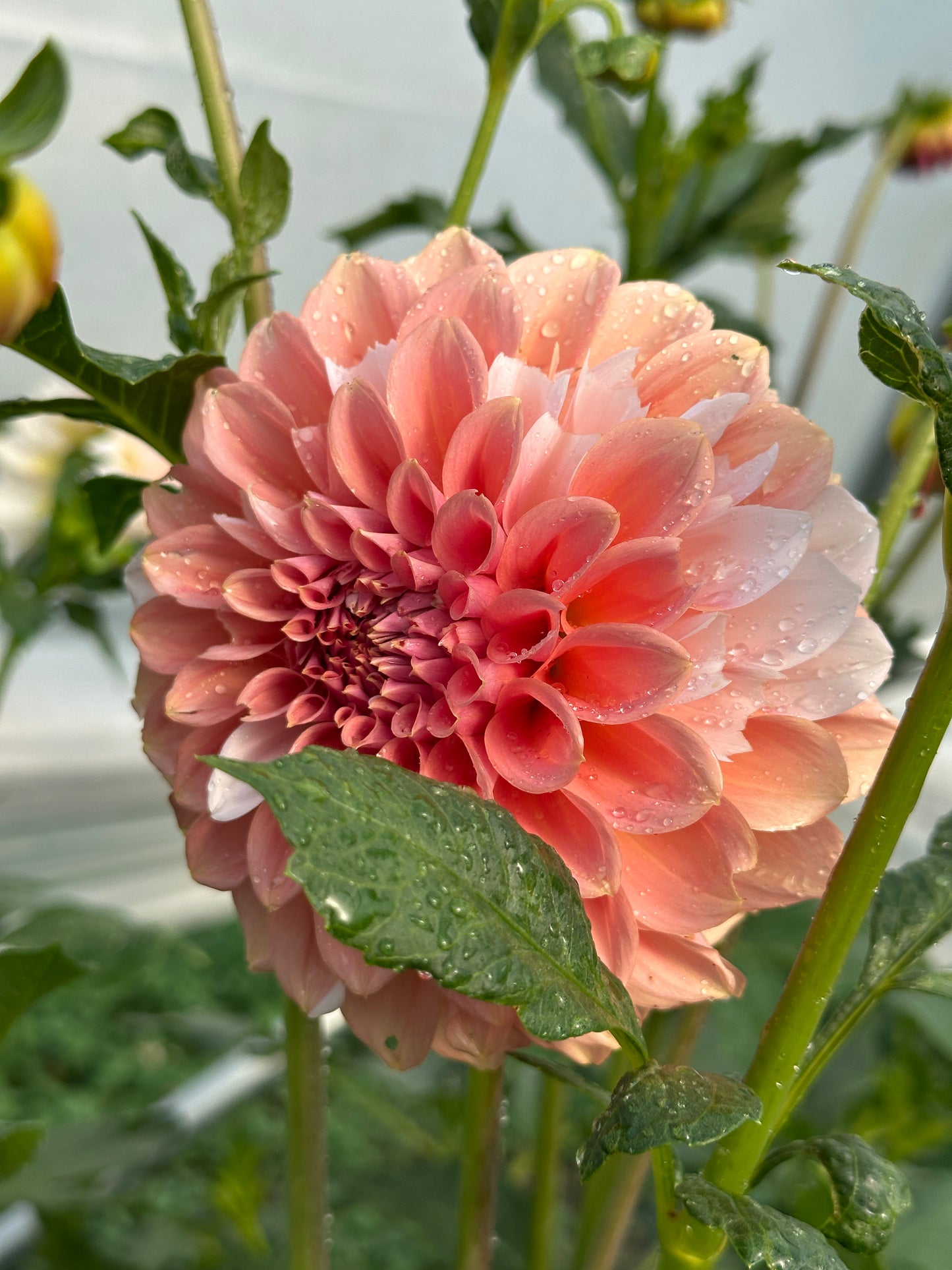 Bell’s Guava Queen