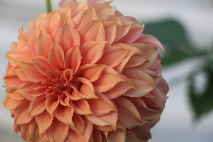 Bell’s Momo Rooted Cutting