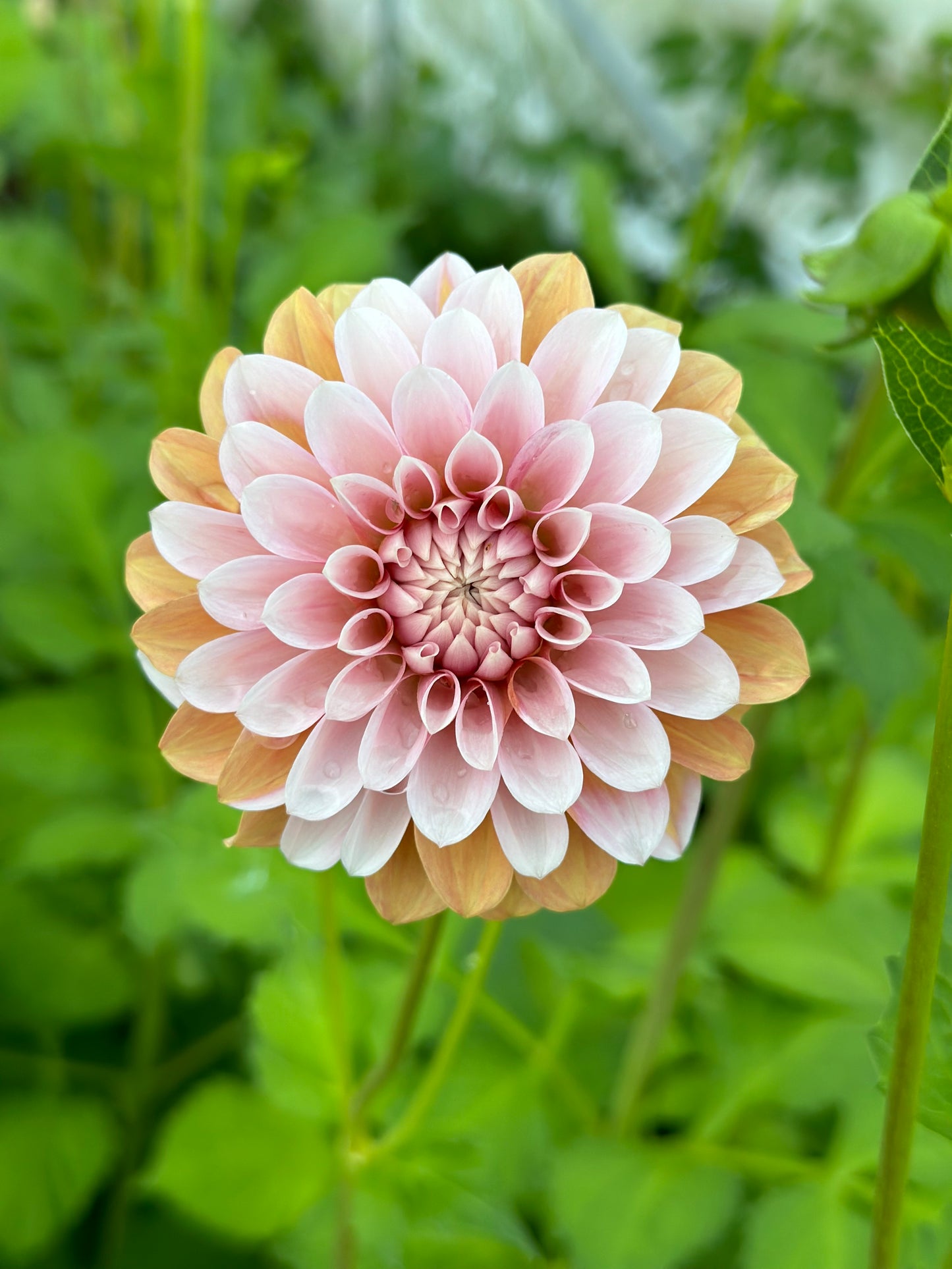 Bell’s Sienna Rose