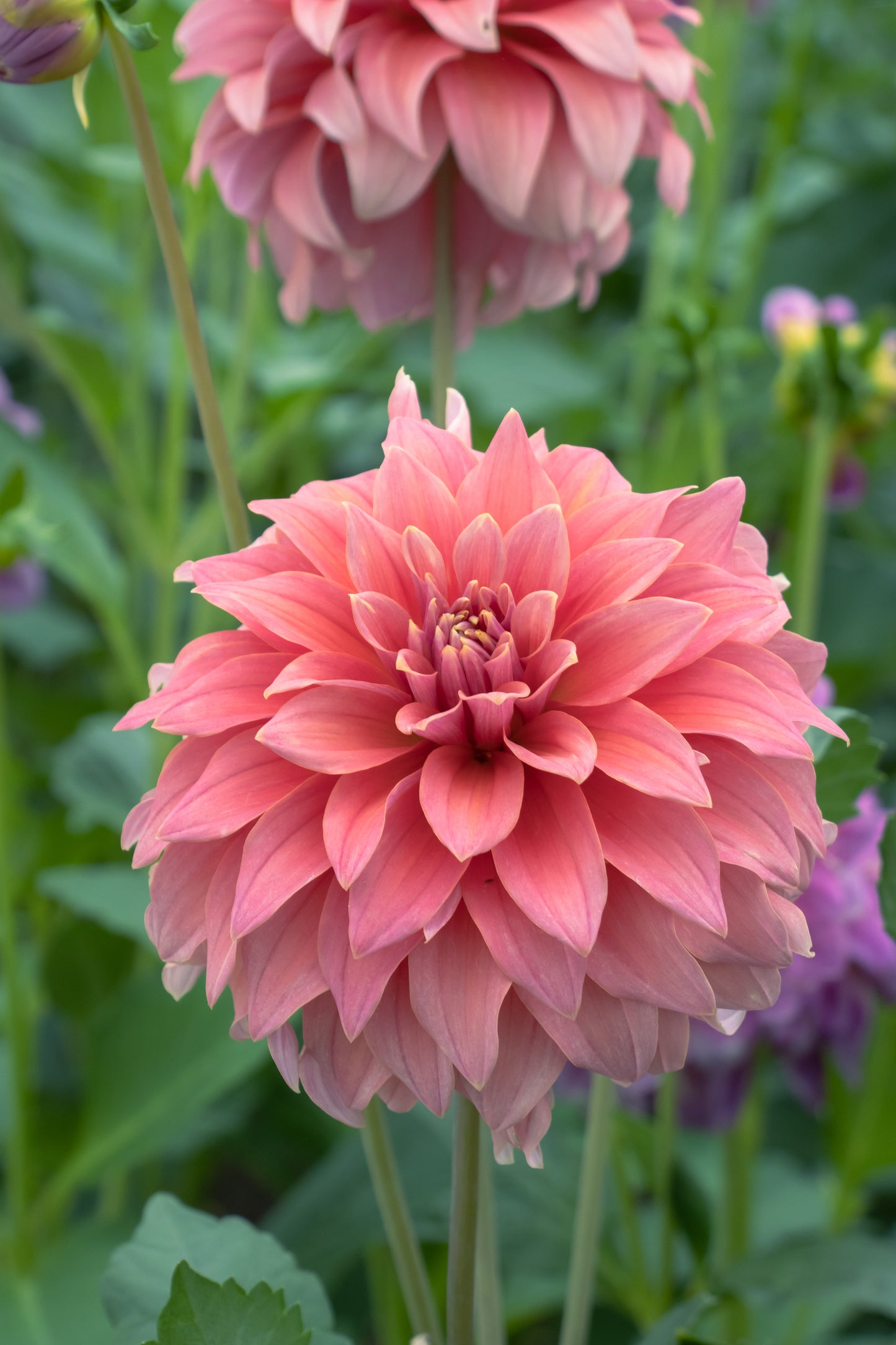 Bell’s Bobbie Dazzler