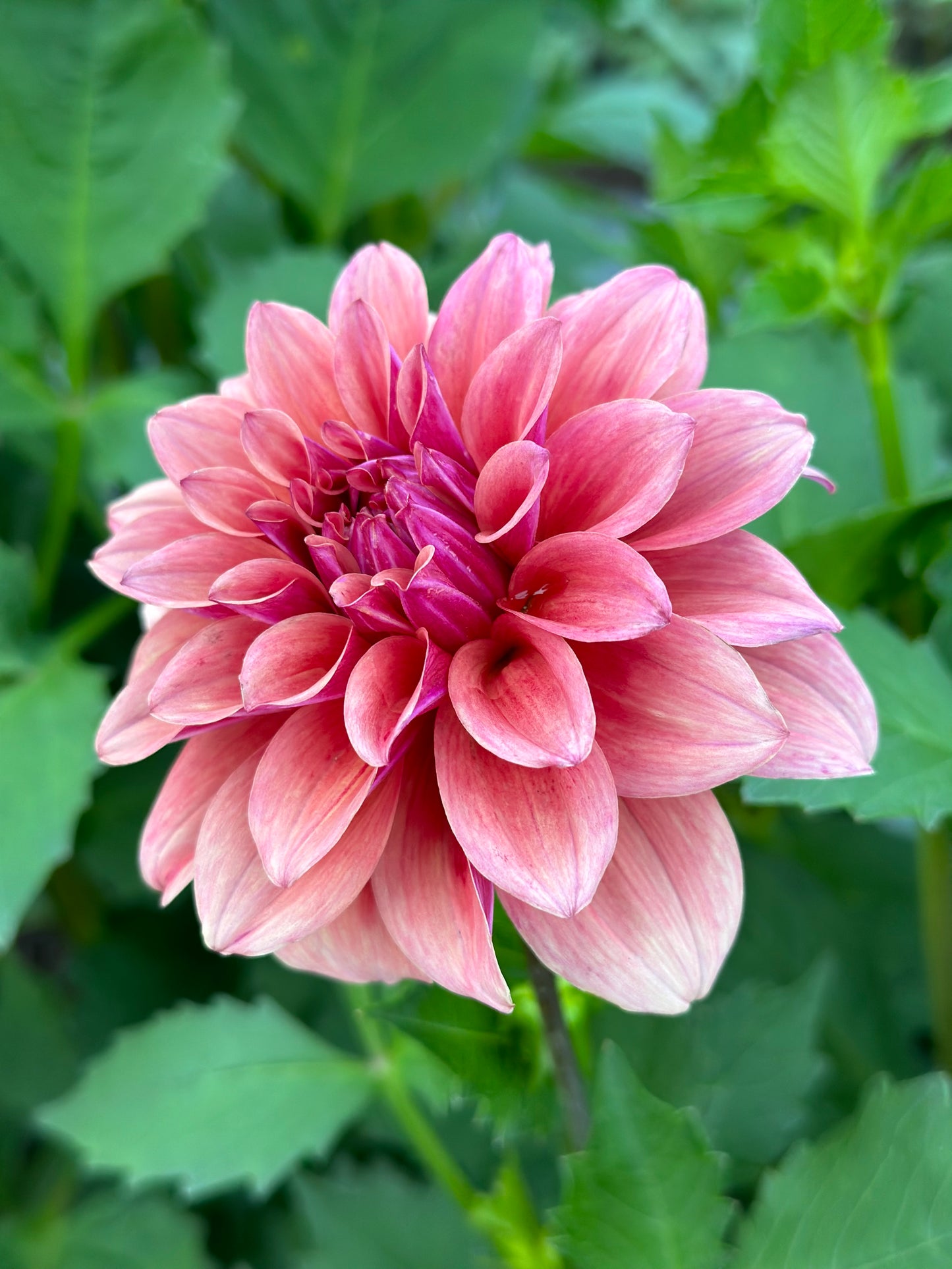 Bell’s Naima Rooted Cutting