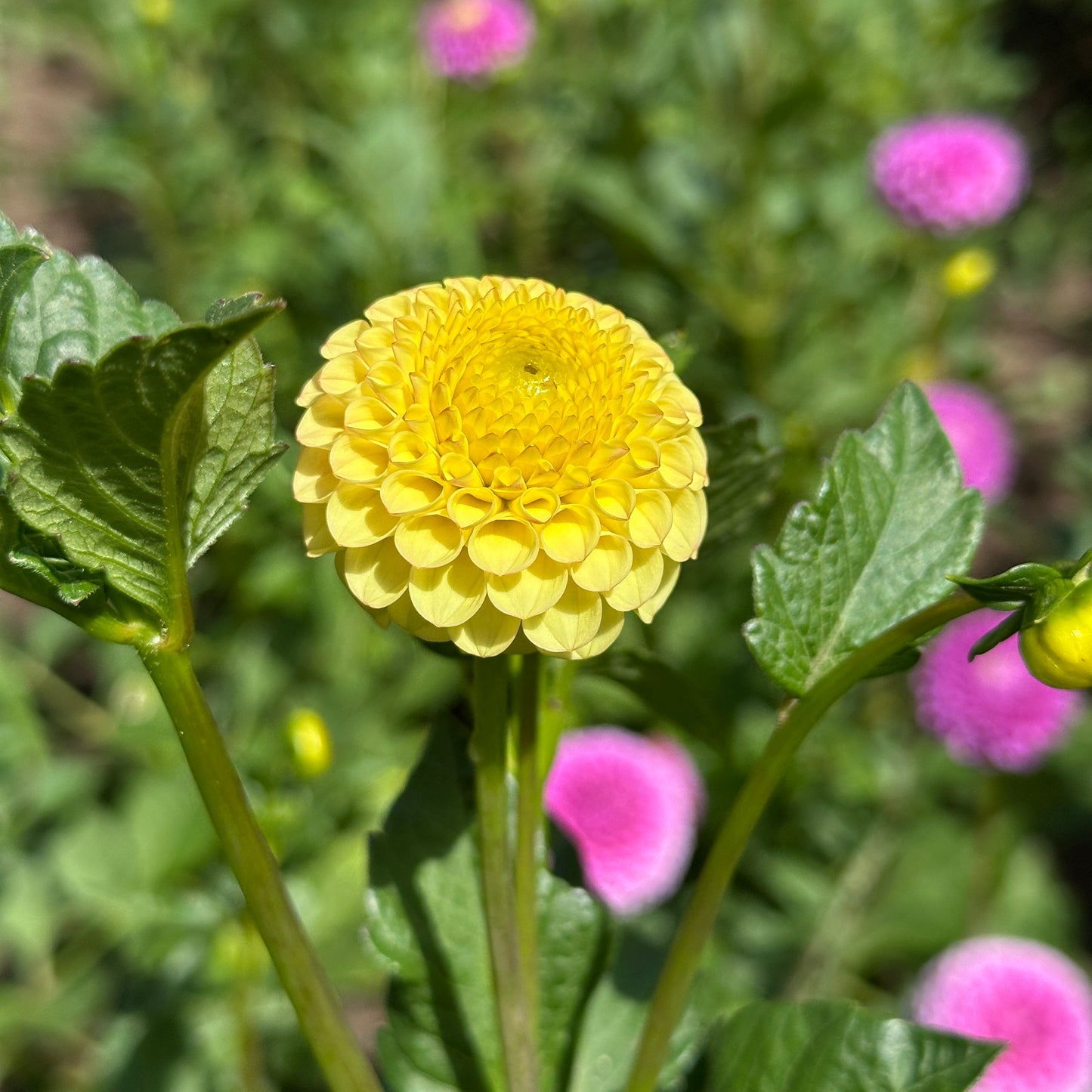 Buttercup