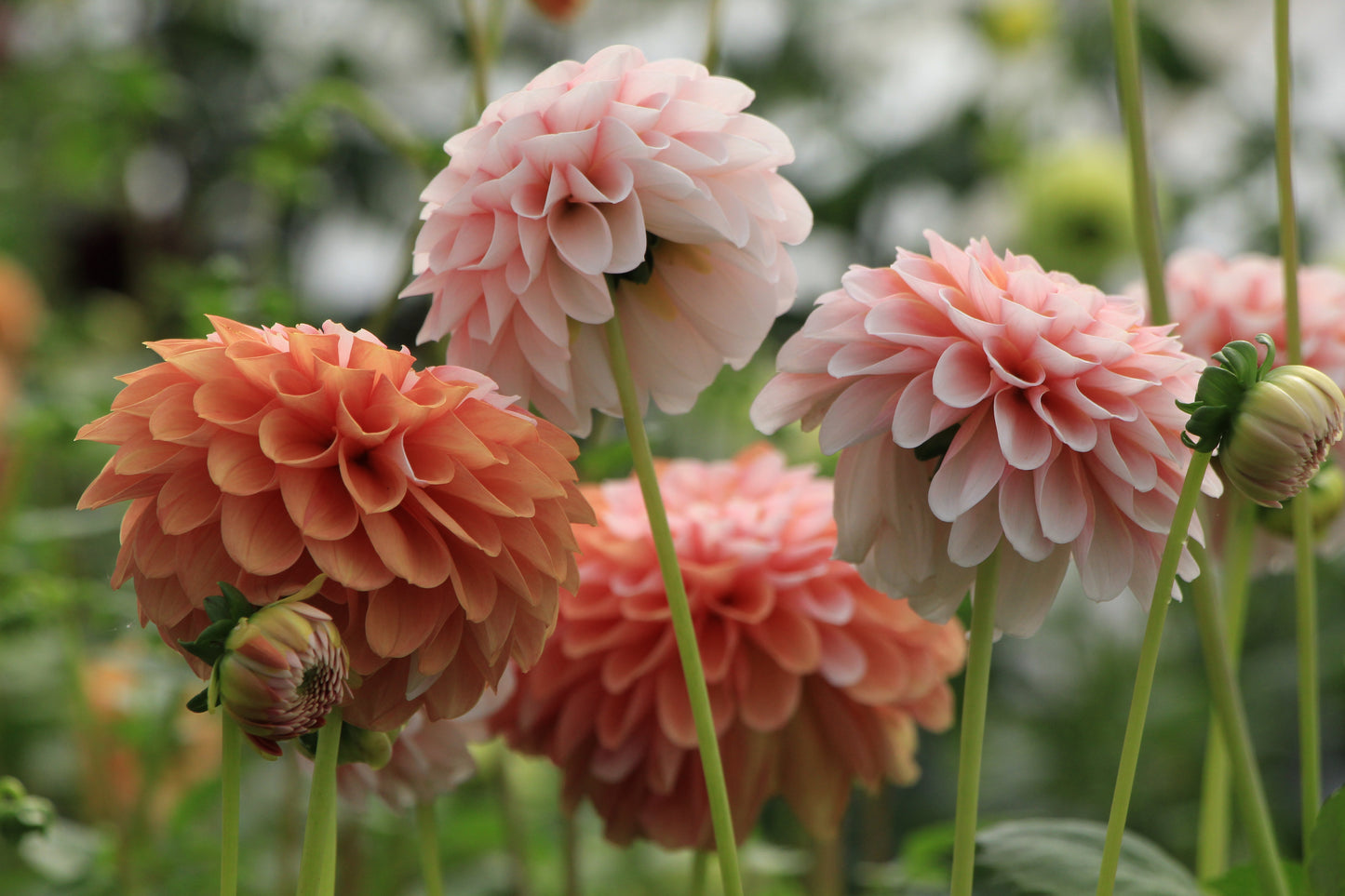 Bell’s Sienna Rose