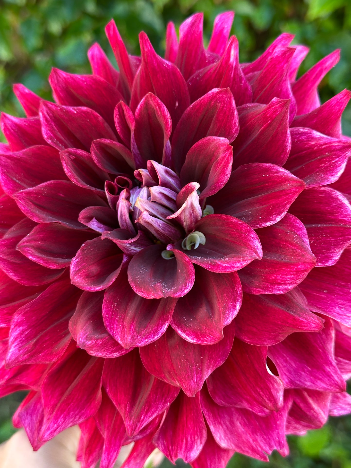 Bell’s Soul Survivor Rooted Cutting