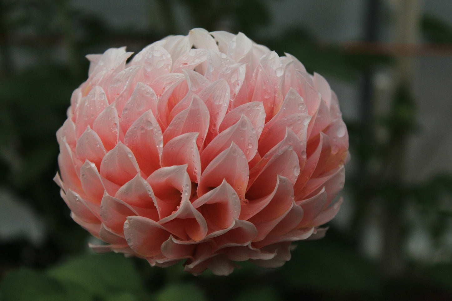 Peaches-N-Cream