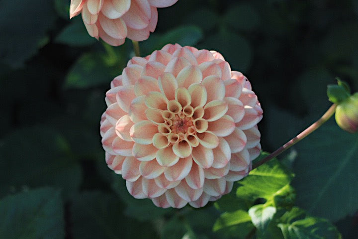 Bell’s Palermo Rooted Cutting