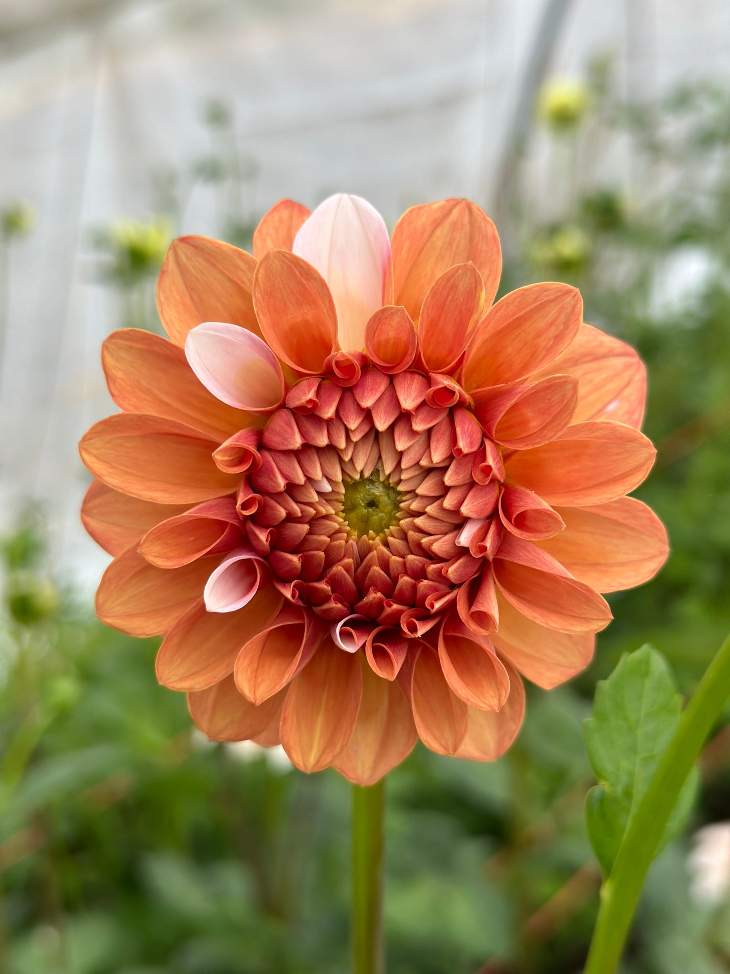 Bell’s Sienna Rose
