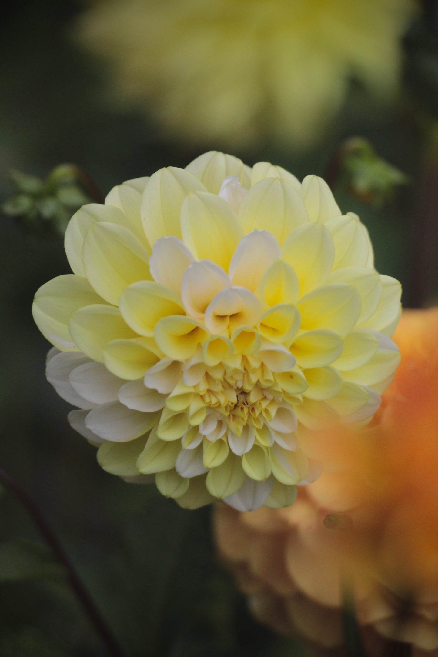 Bell’s Citron Glaze