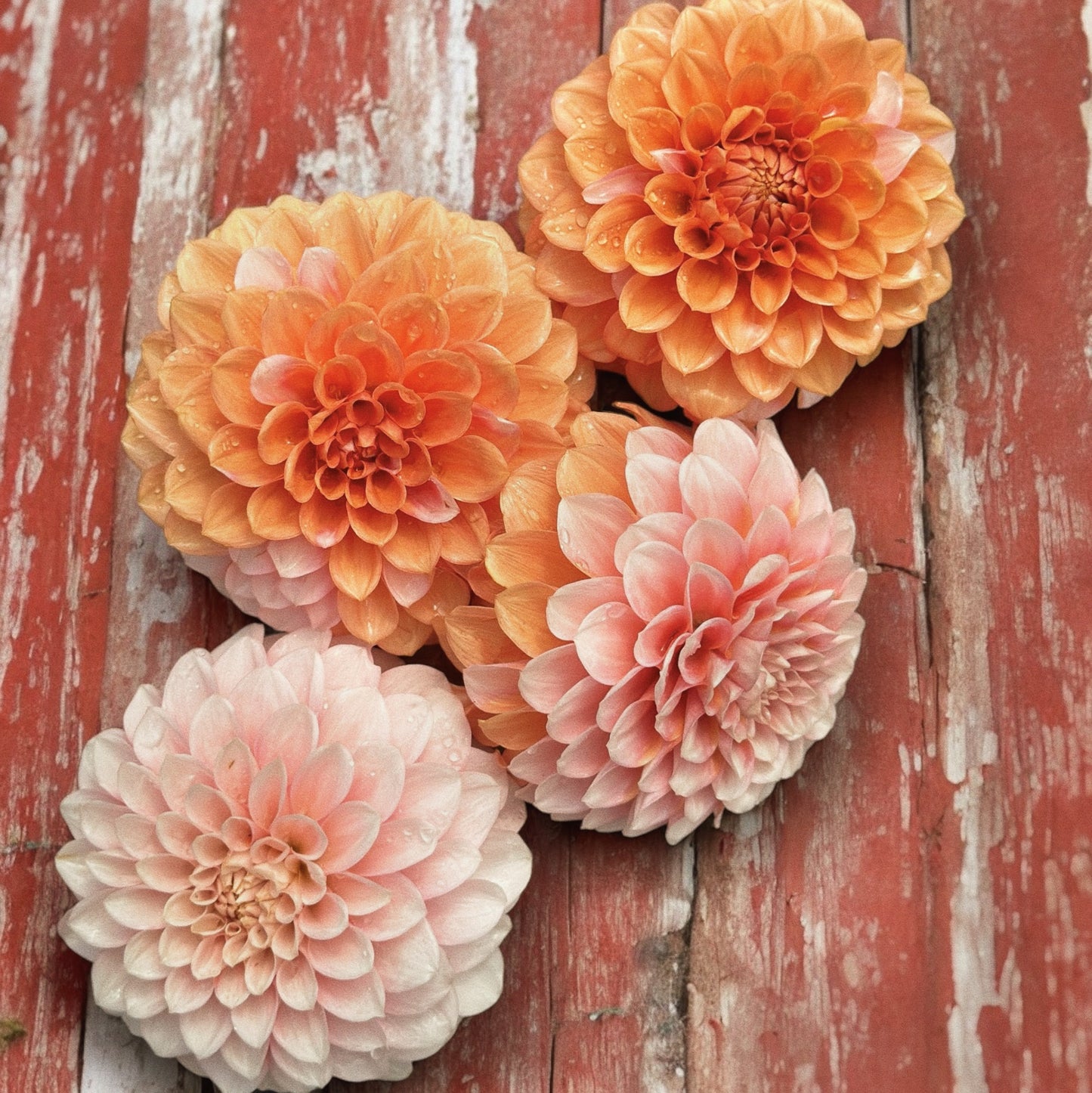 Bell’s Sienna Rose