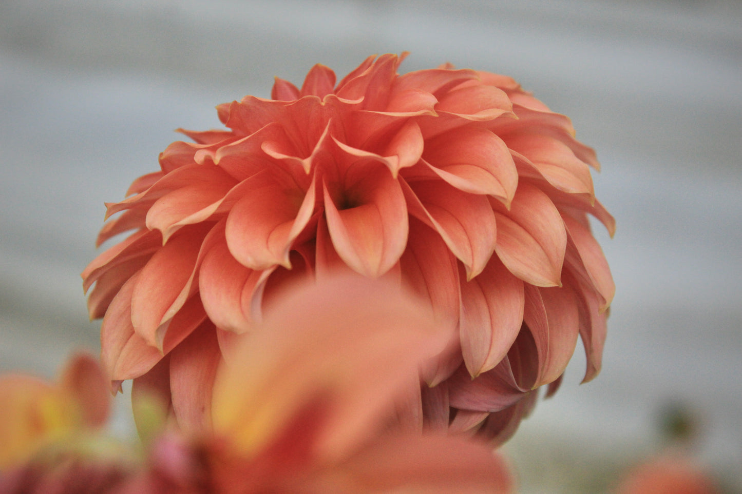 Bell’s Momo Rooted Cutting
