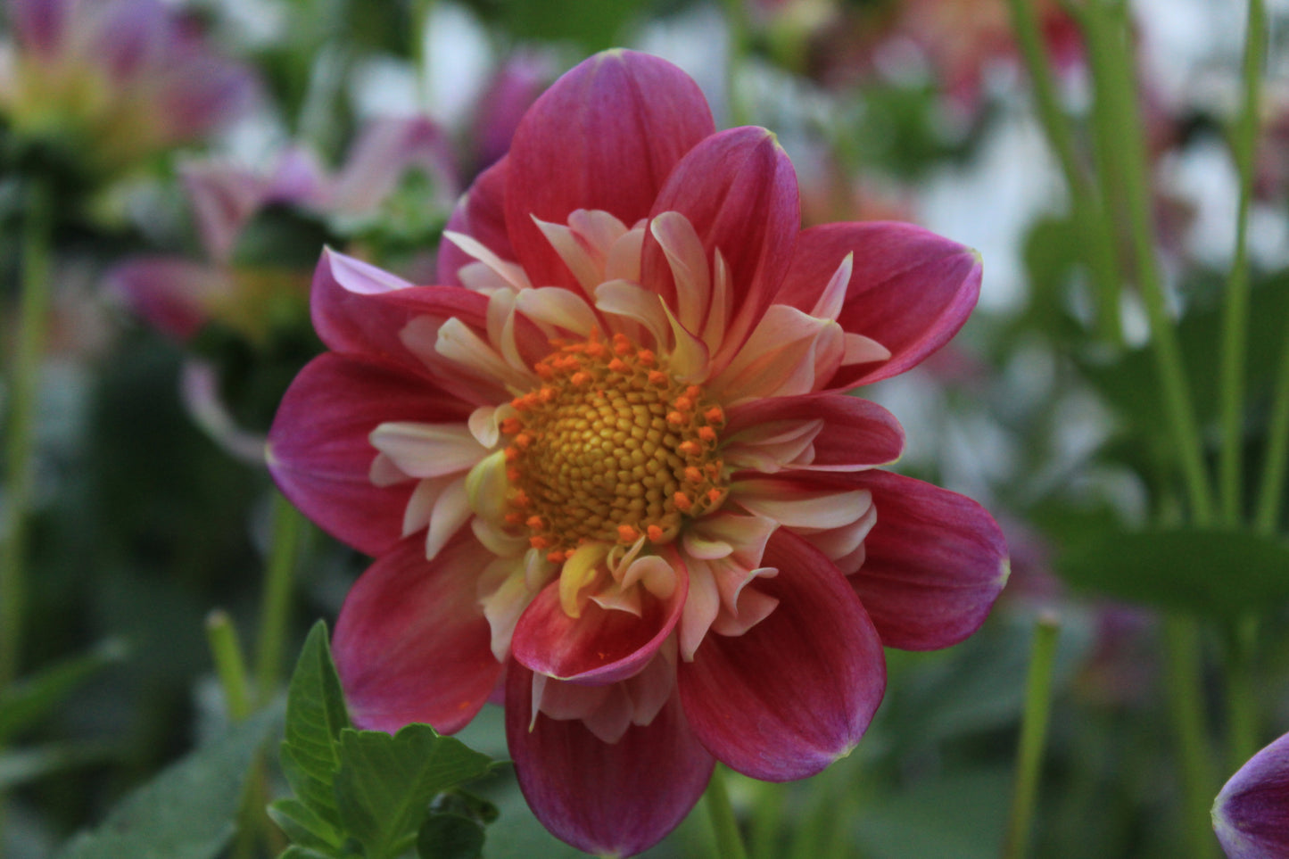 Bell’s Montmartre Rooted Cutting