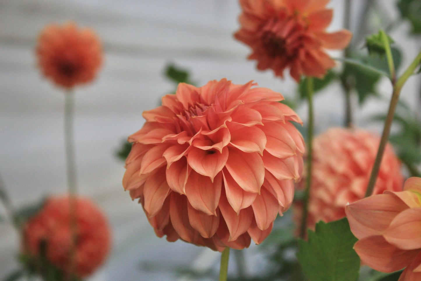Bell’s Momo Rooted Cutting