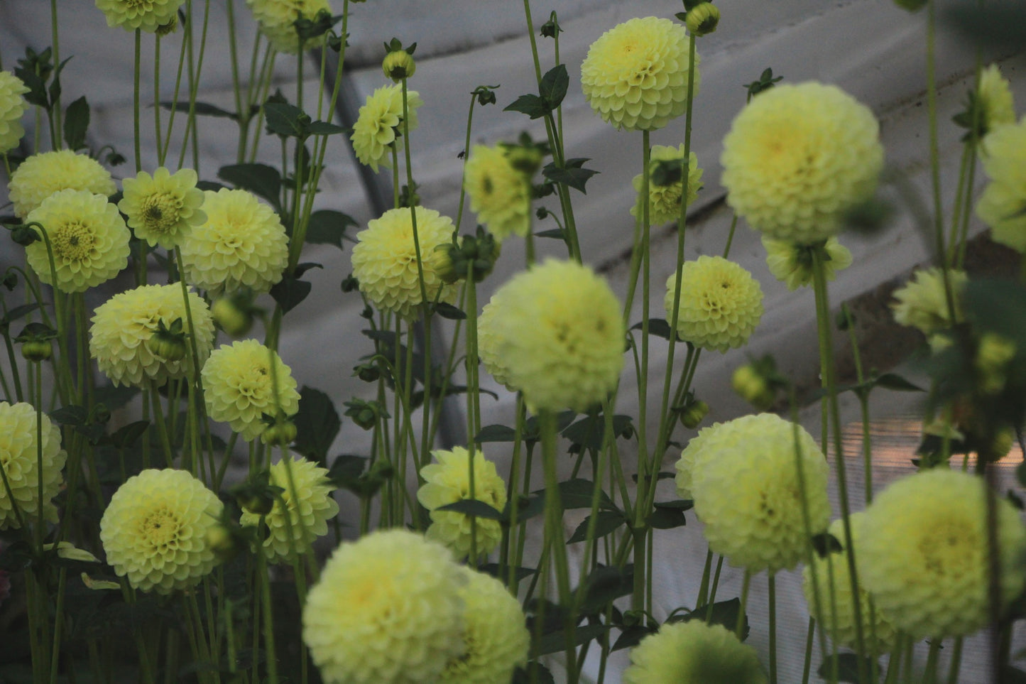 Bell’s Limelight Rooted Cutting