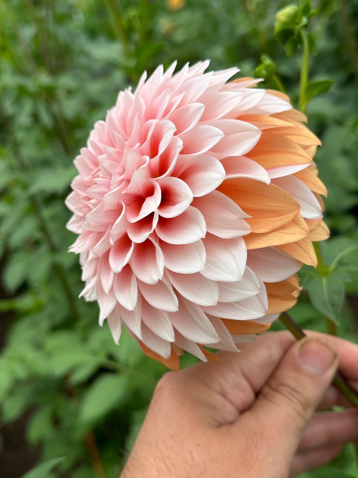 Bell’s Bonbori Rooted Cutting