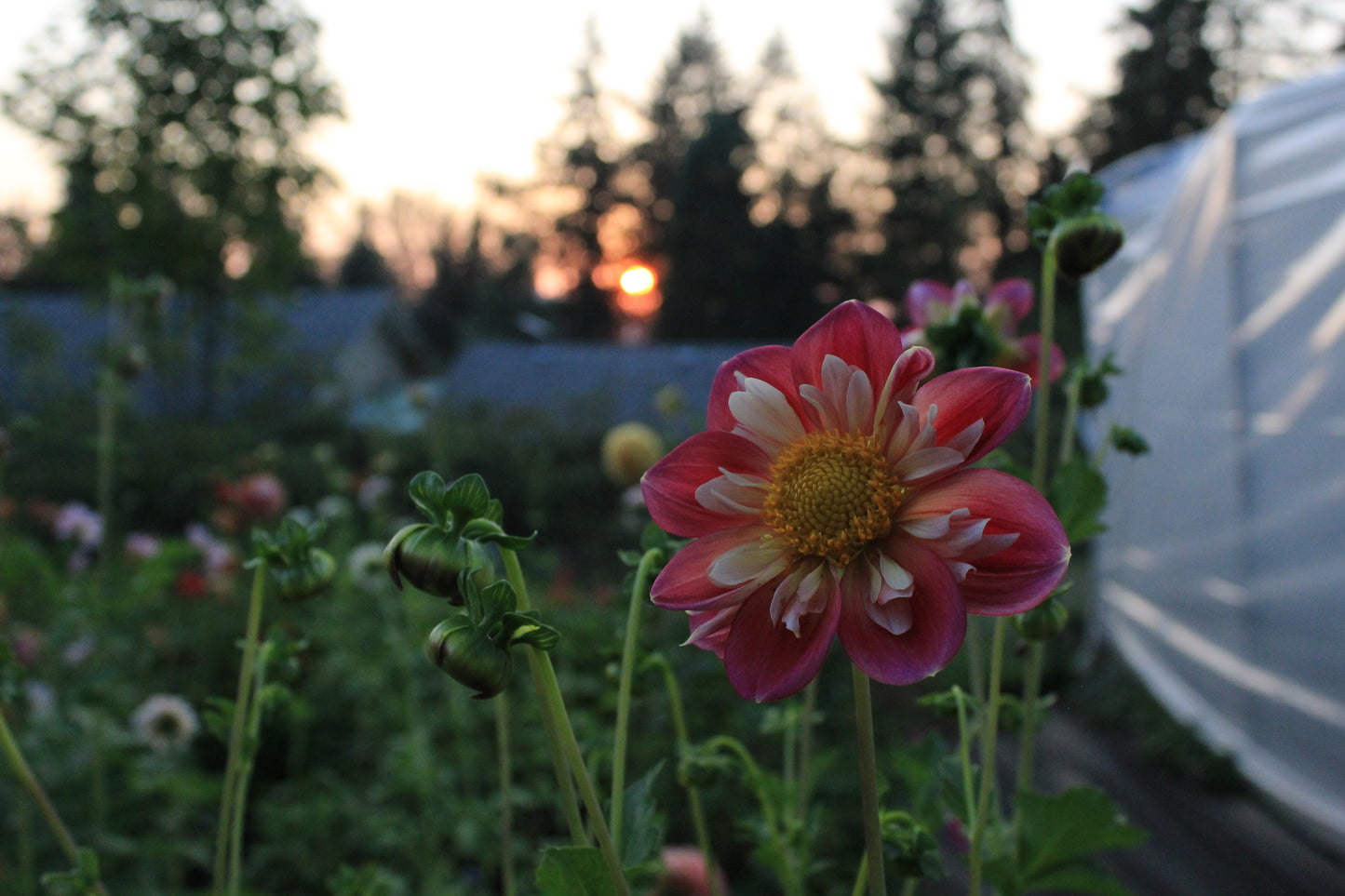 Bell’s Montmartre Rooted Cutting