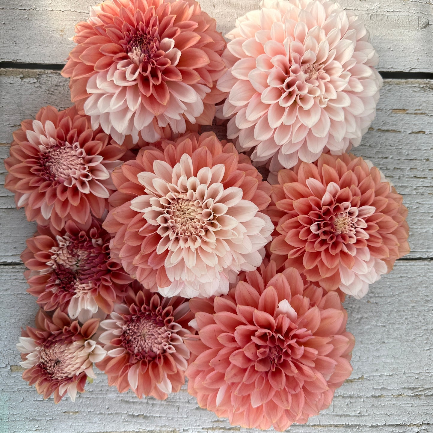 Bell’s Guava Queen