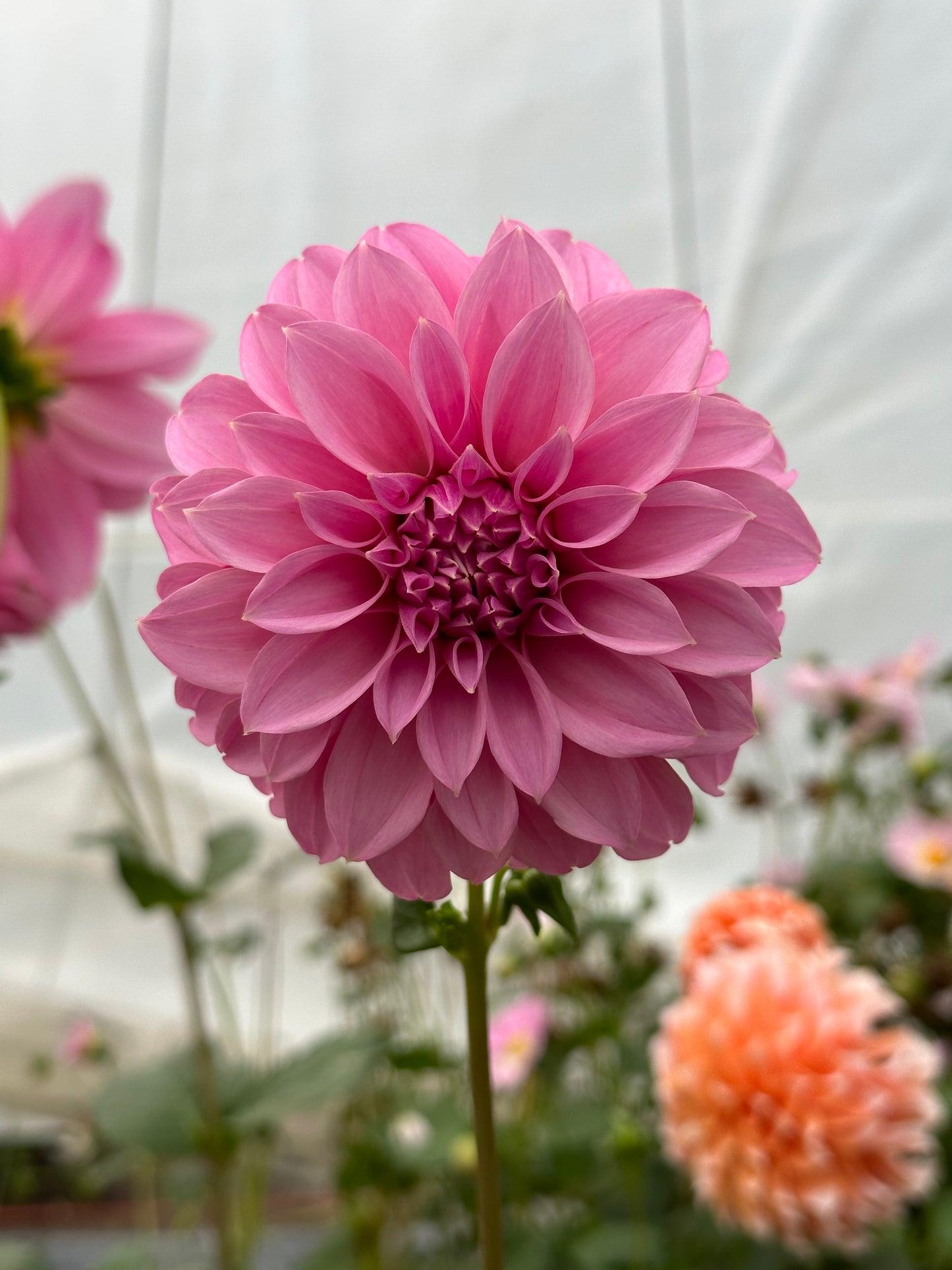 Bell’s Roslyn Rooted Cutting