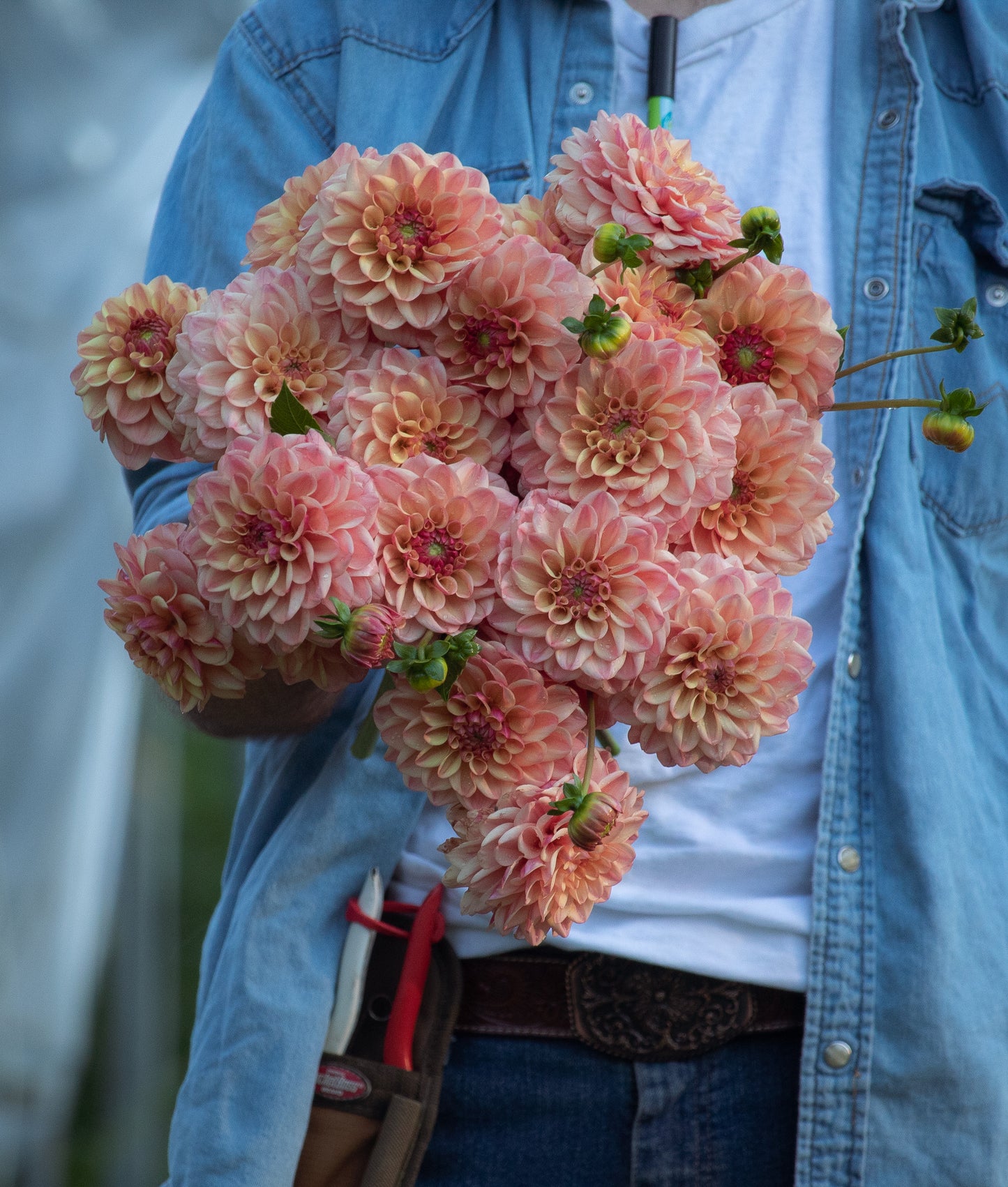 Bell’s Palermo Rooted Cutting