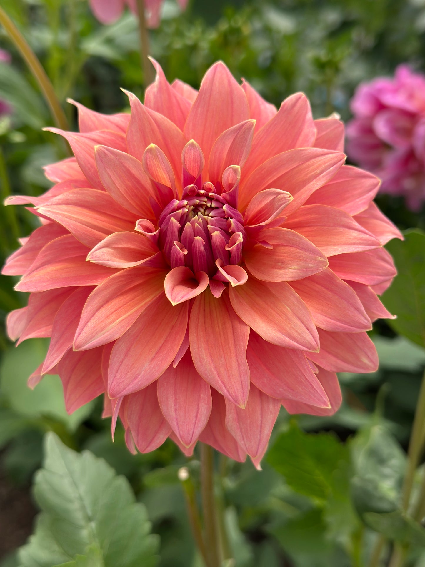 Bell’s Bobbie Dazzler