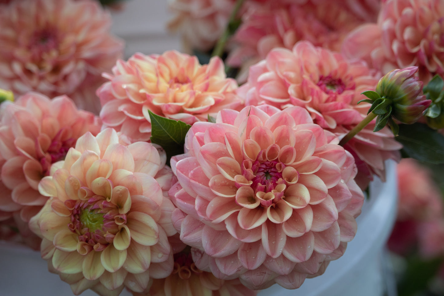 Bell’s Palermo Rooted Cutting