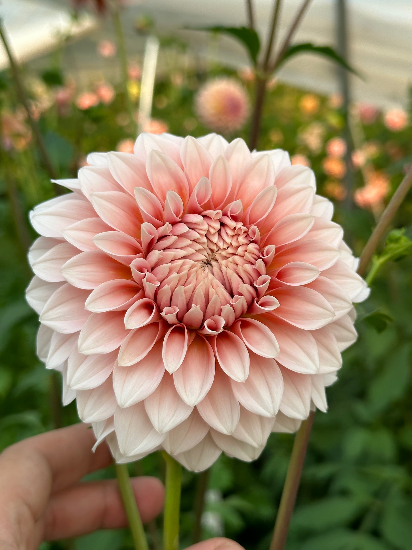 Bell’s Bonbori Rooted Cutting