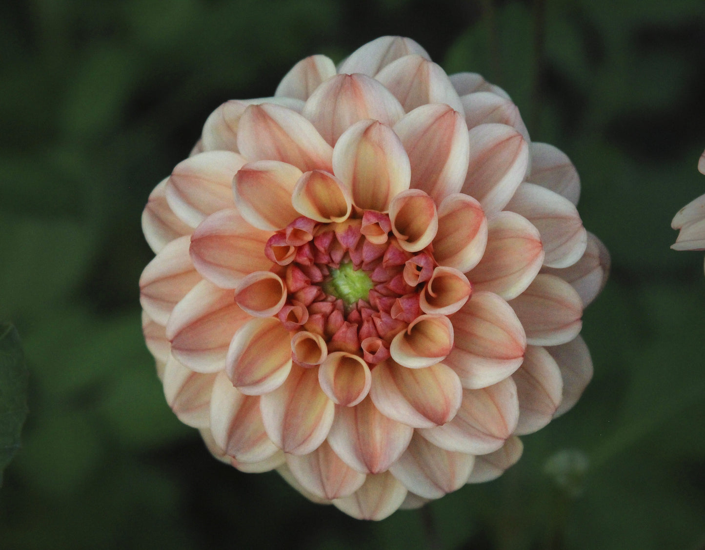 Bell’s Palermo Rooted Cutting