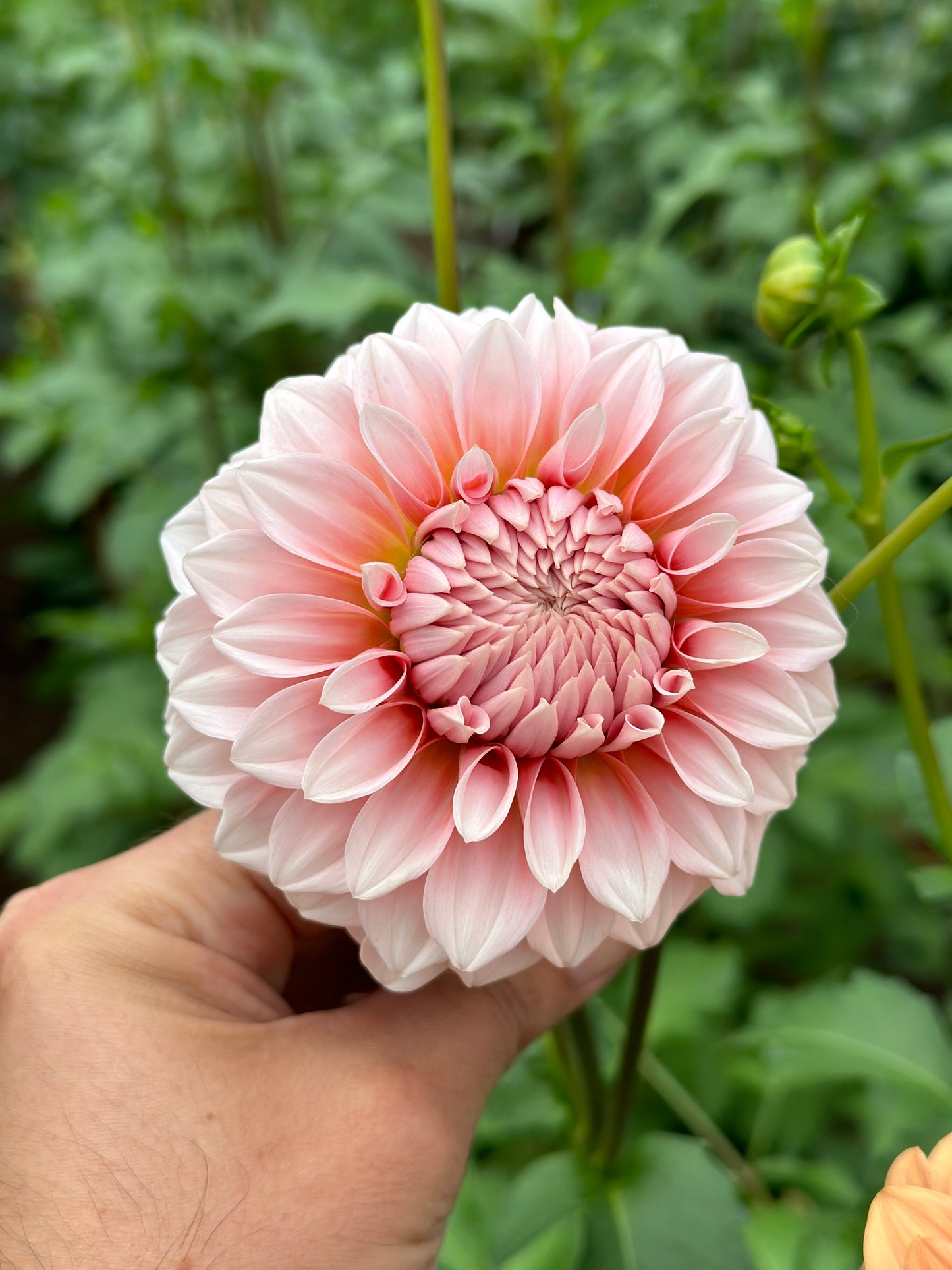 Bell’s Bonbori Rooted Cutting