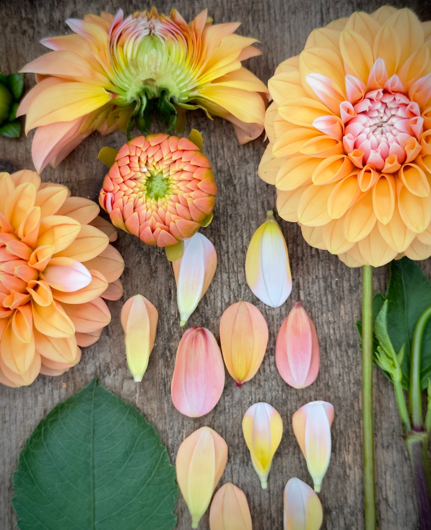 Bell’s Otago Rooted Cutting