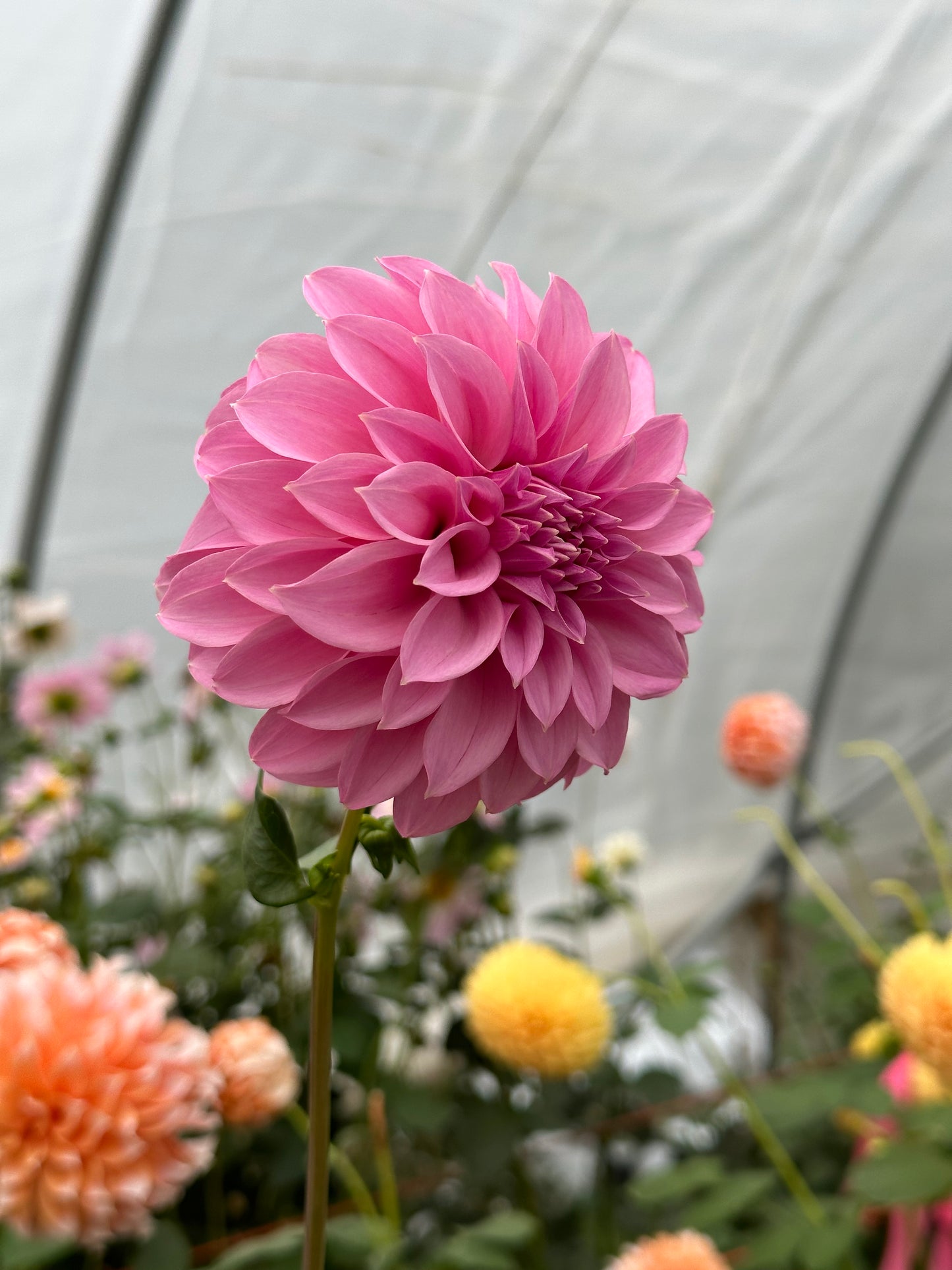 Bell’s Roslyn Rooted Cutting