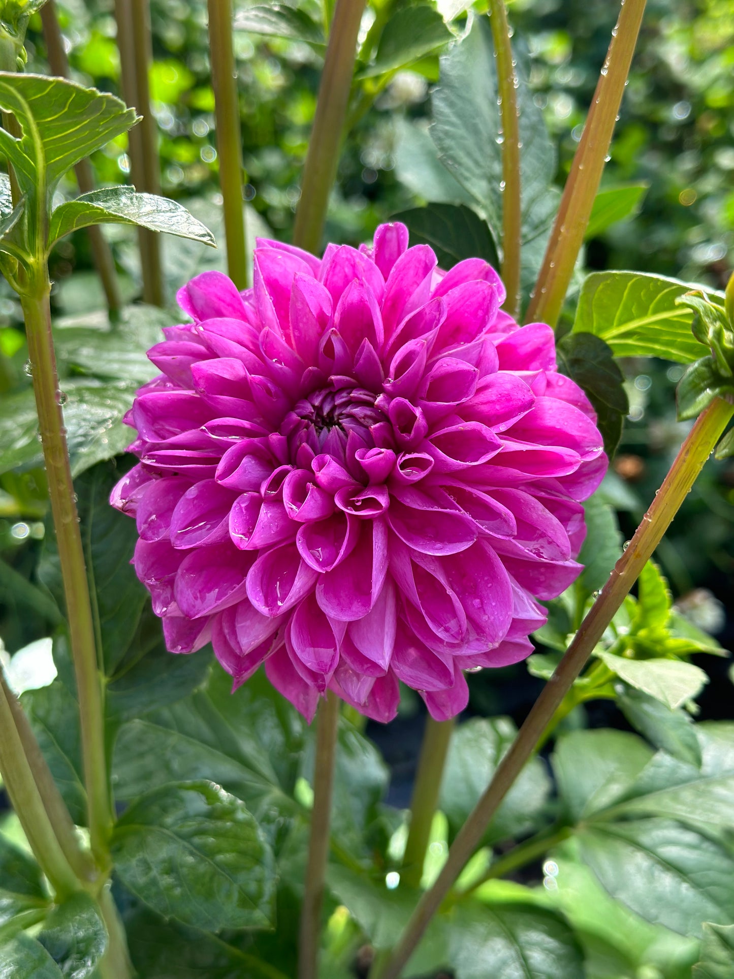 Bell’s Northern Sky Rooted Cutting