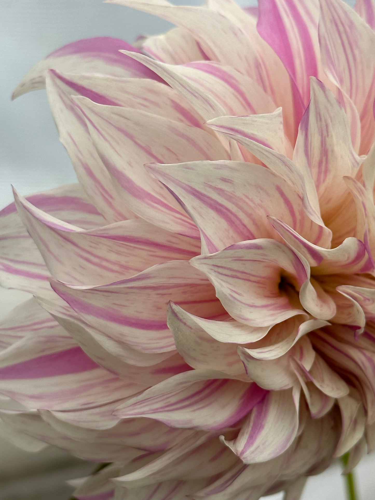 Bell’s Stripey Vassio Rooted Cutting
