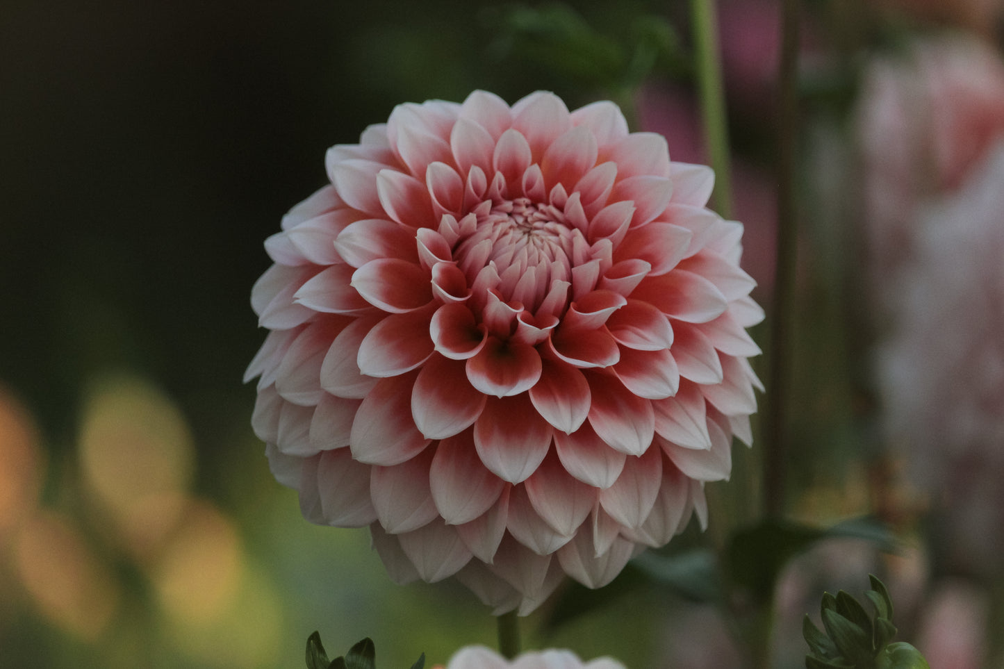 Bell’s Bonbori Rooted Cutting