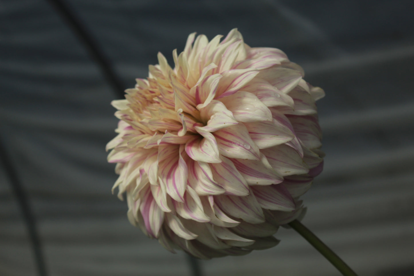 Bell’s Stripey Vassio Rooted Cutting