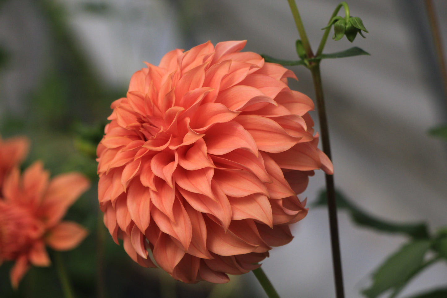 Bell’s Momo Rooted Cutting