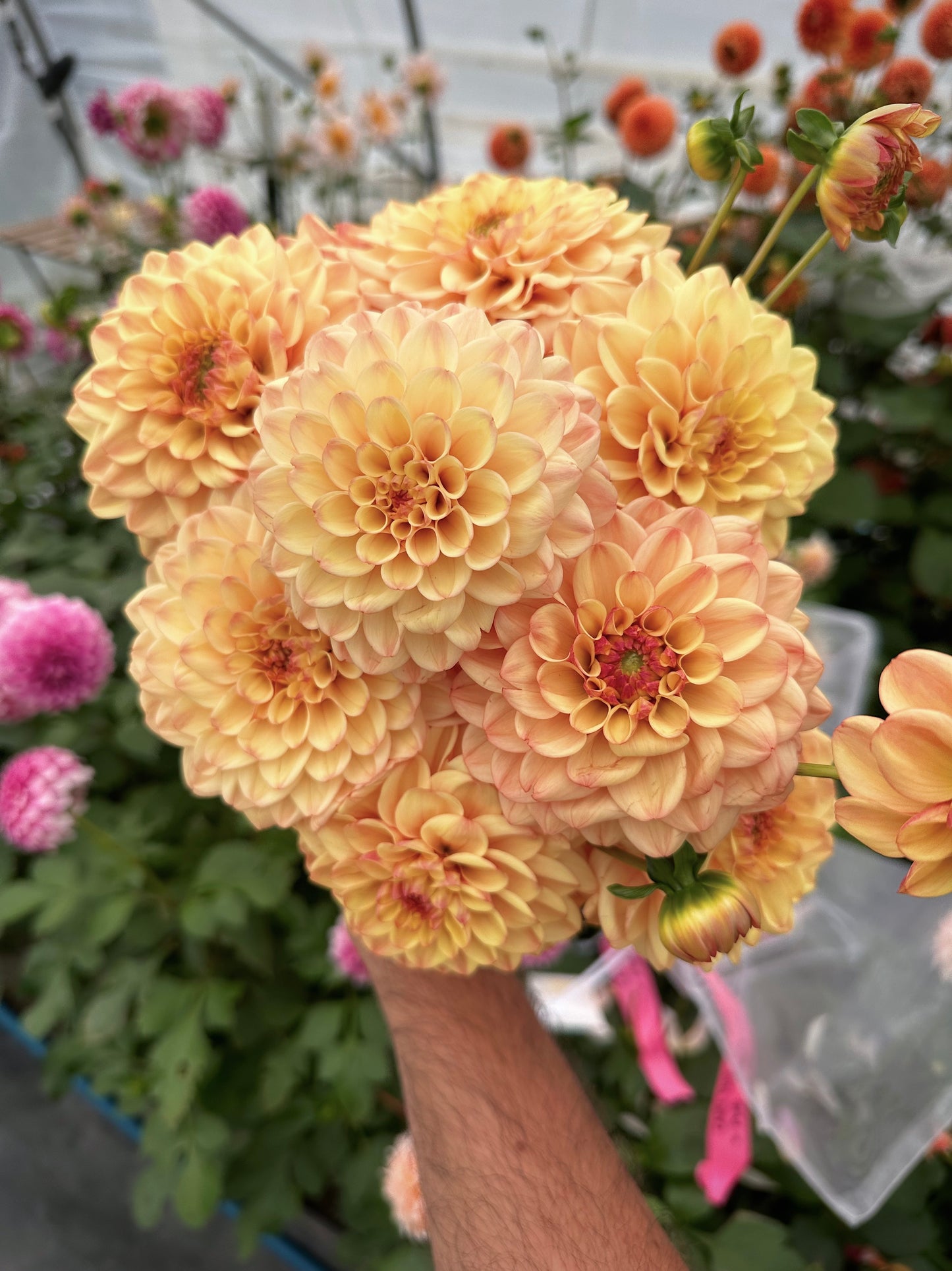 Bell’s Palermo Rooted Cutting