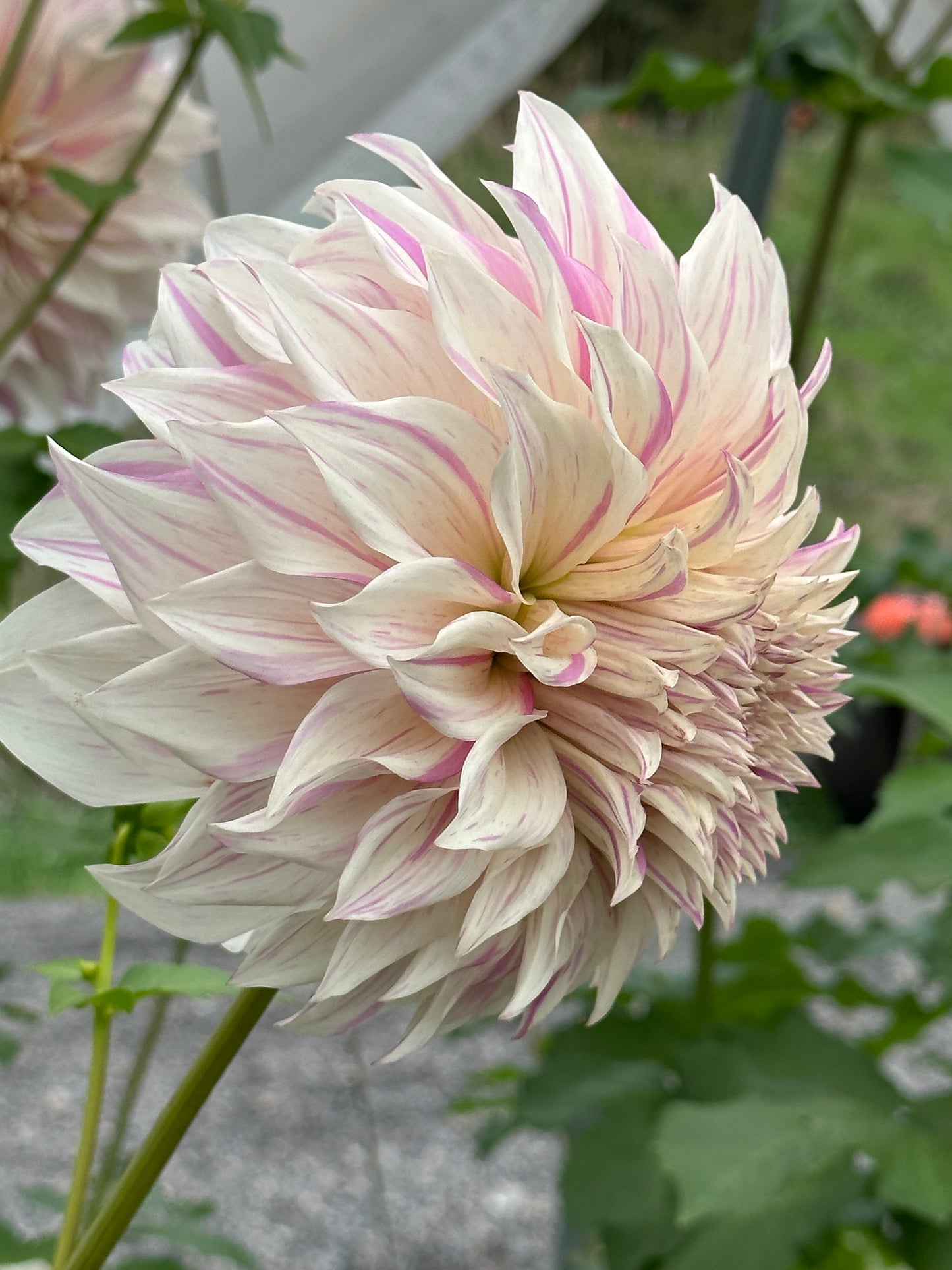Bell’s Stripey Vassio Rooted Cutting