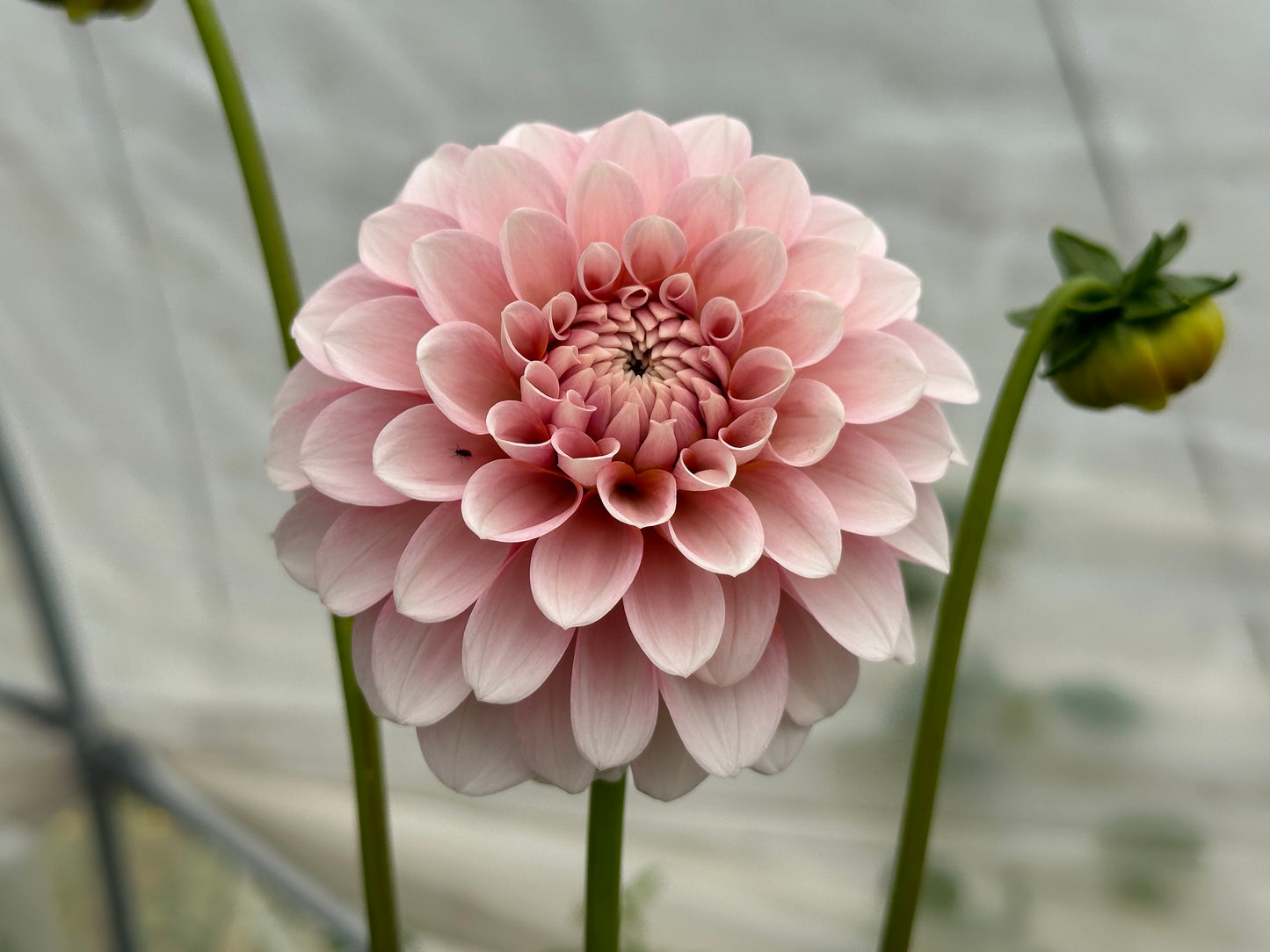 Bell’s Sienna Rose