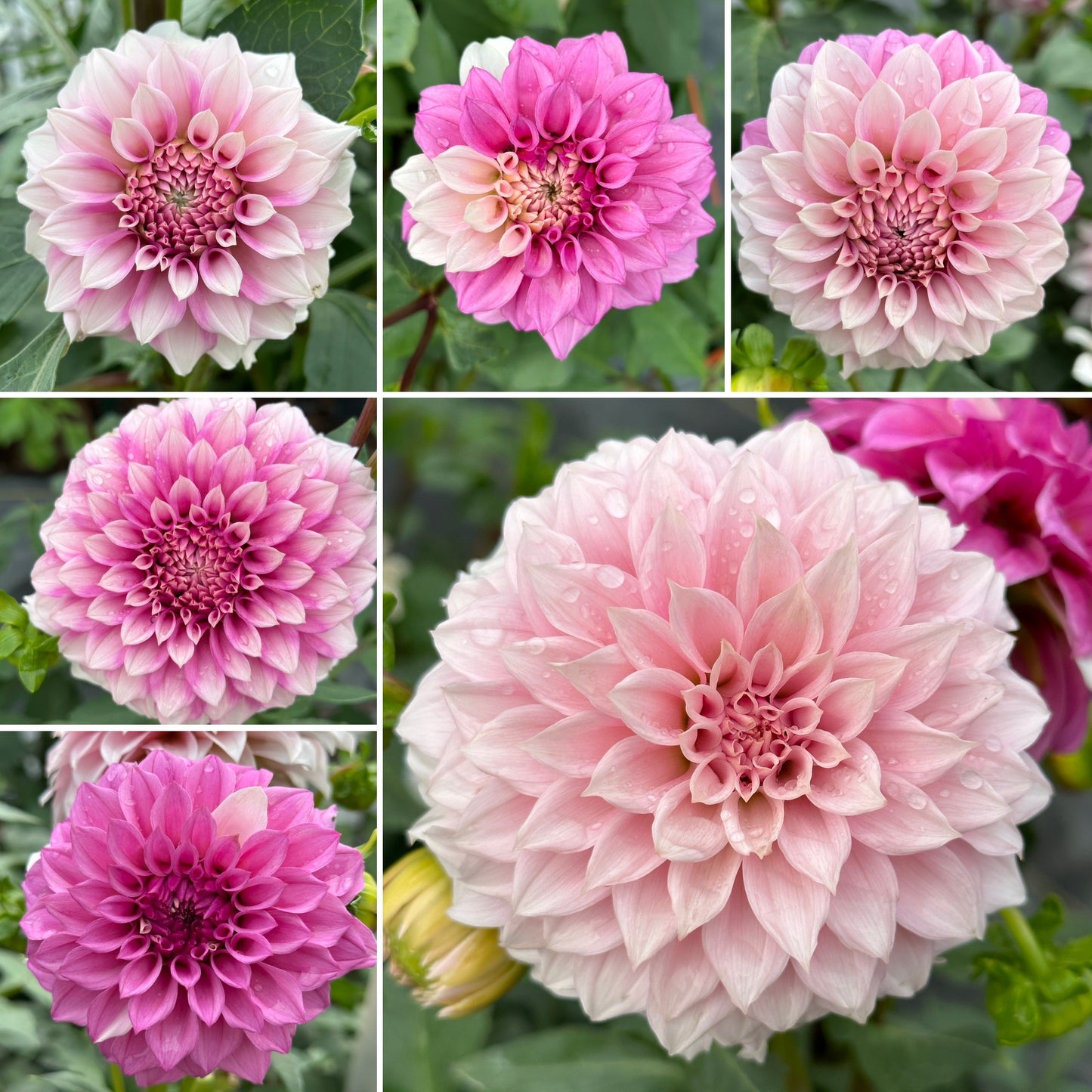 Bell’s Sweet Serendipity Rooted Cutting